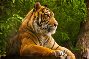 Wildlife Tour of India 